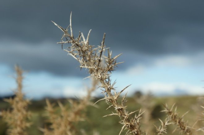 gorse