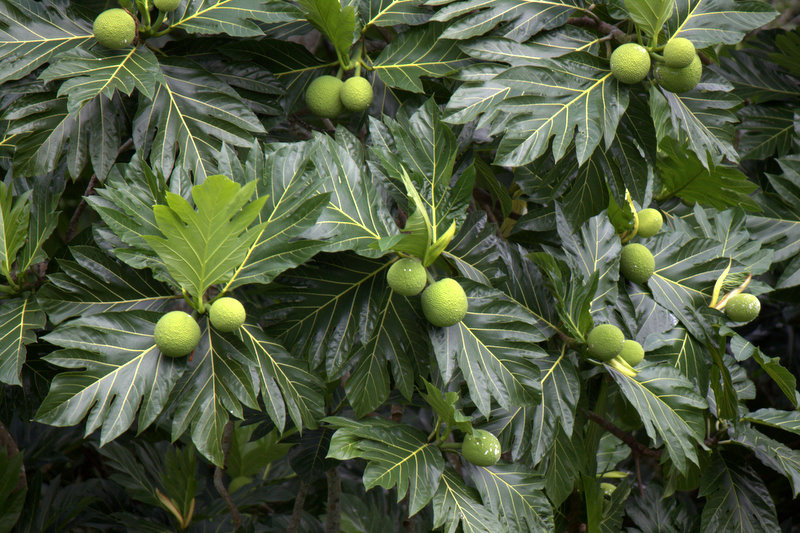 breadfruit