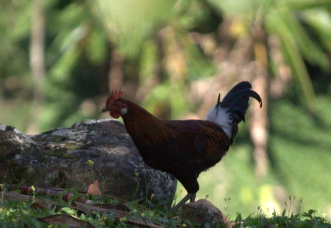 Polynesian rooster