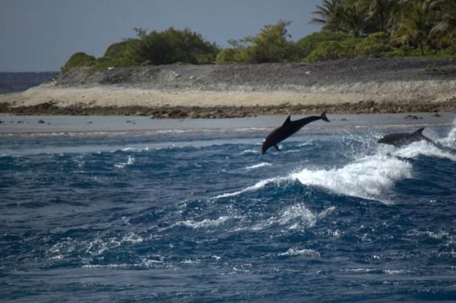 dolphis at Tiputa Pass