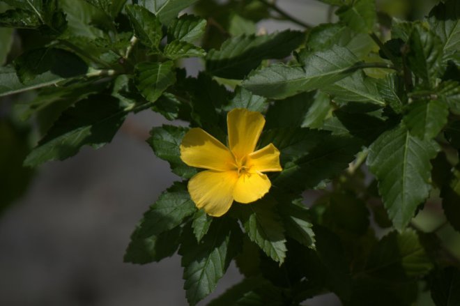 yellow flower