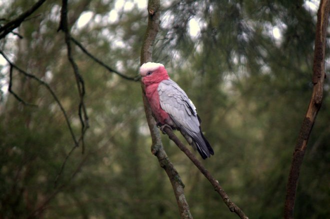 galah