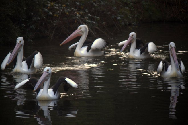 pelicans
