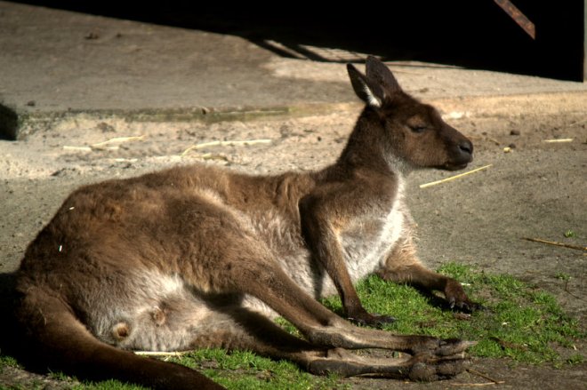 kangaroo