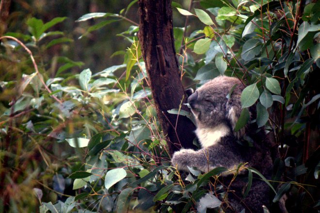 koala