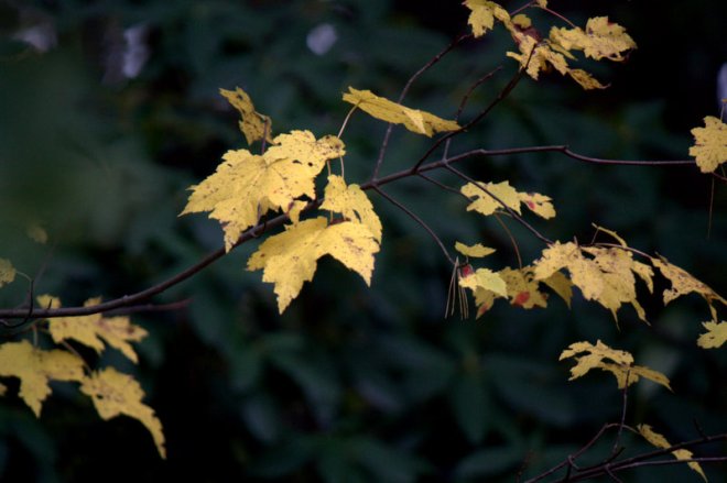 yellow maple leaves